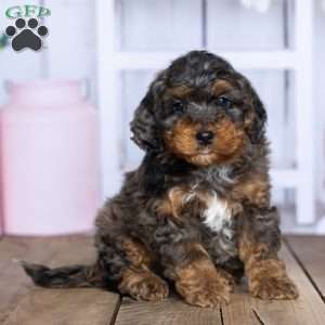 Sammy, Mini Bernedoodle Puppy